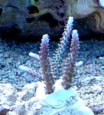 Pas gestekte Acropora formosa.jpg